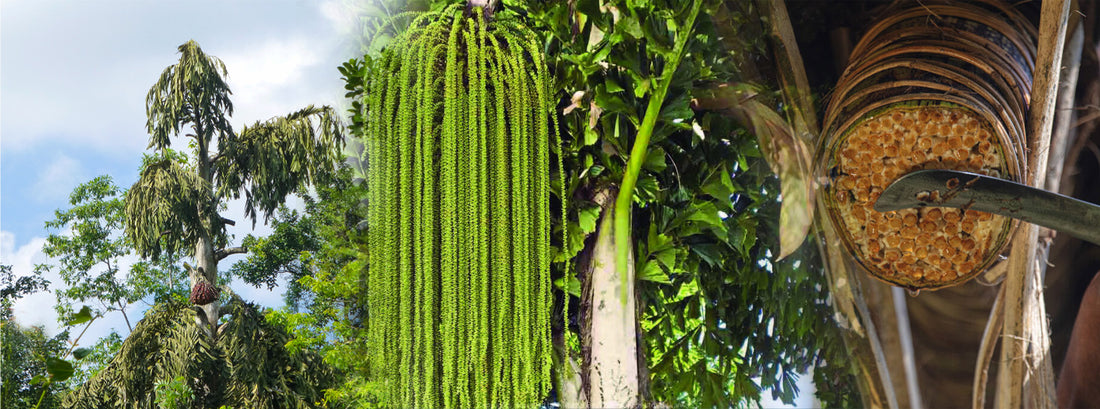 Caryota urens (Kitul Palm) : කිතුල් ගස