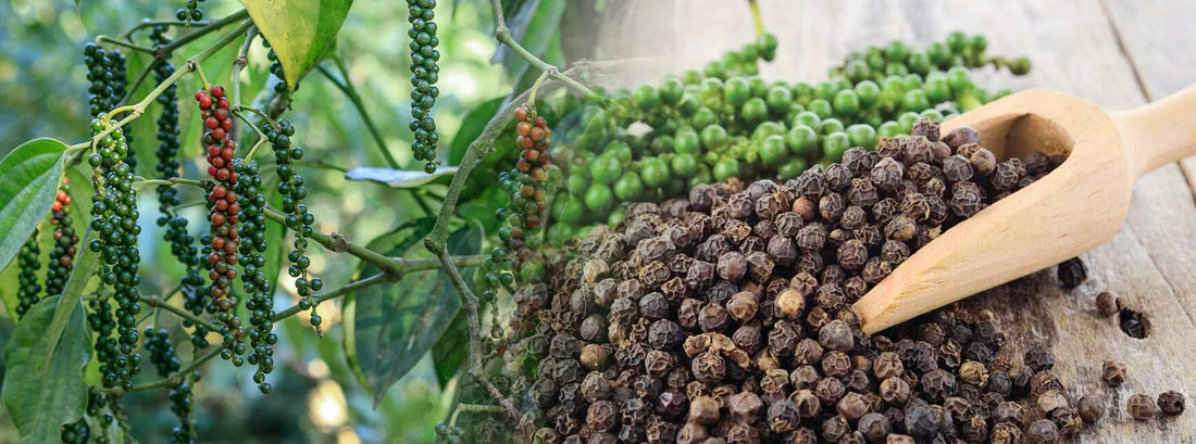 Ceylon Black Pepper
