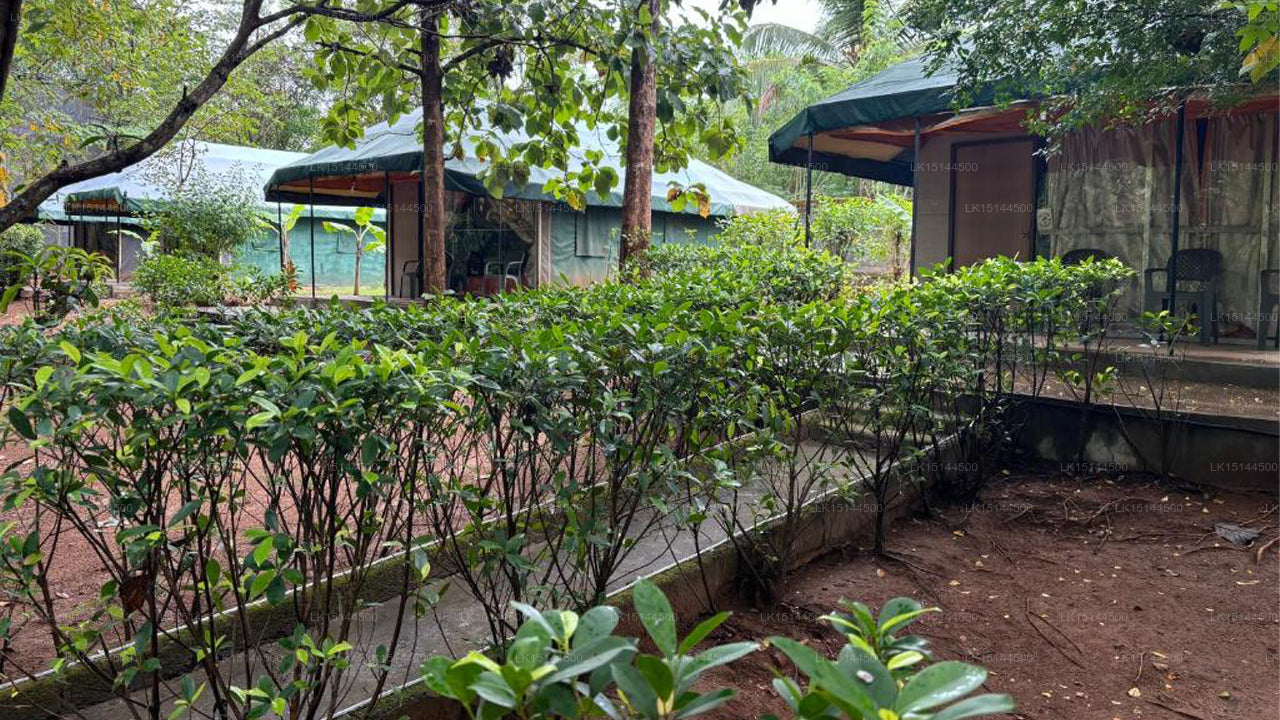 Wild Elephas Lodge, Udawalawe