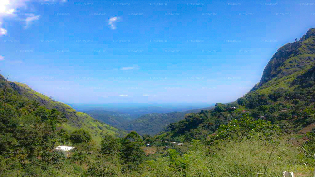 Aspa Green, Ella