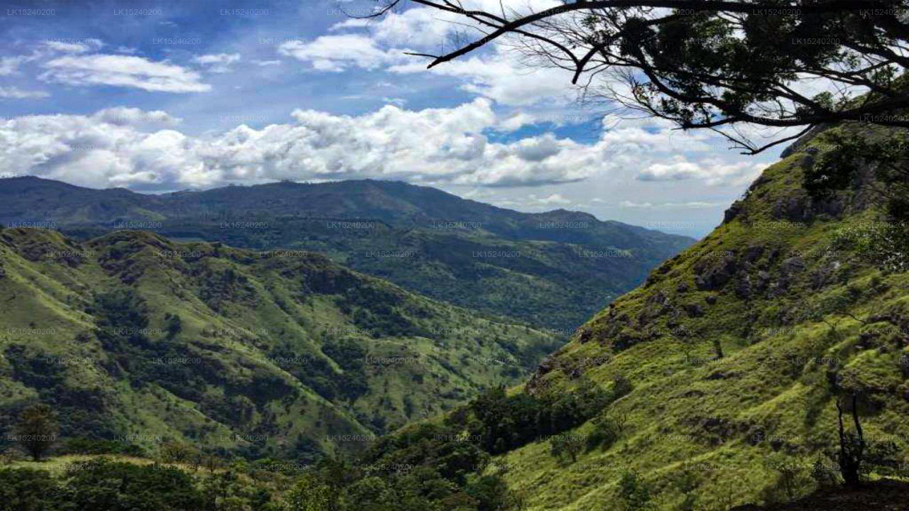 Aspa Green, Ella