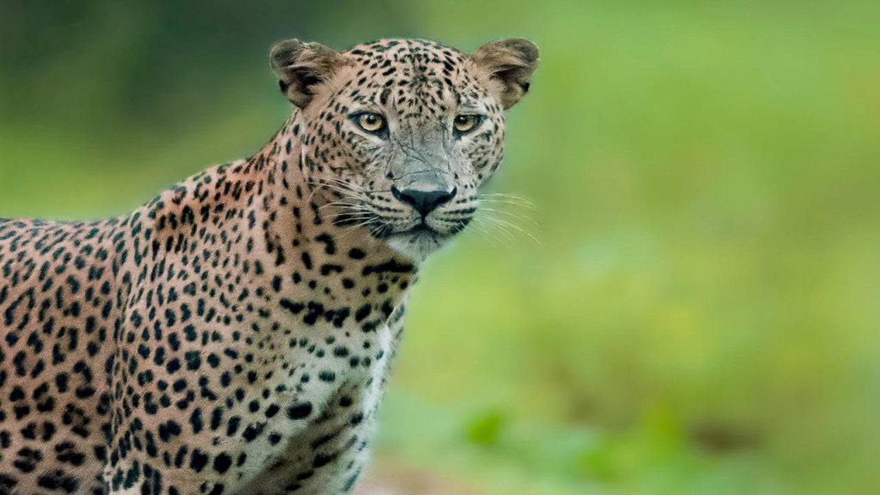 Big Game Camps and Lodges, Wilpattu