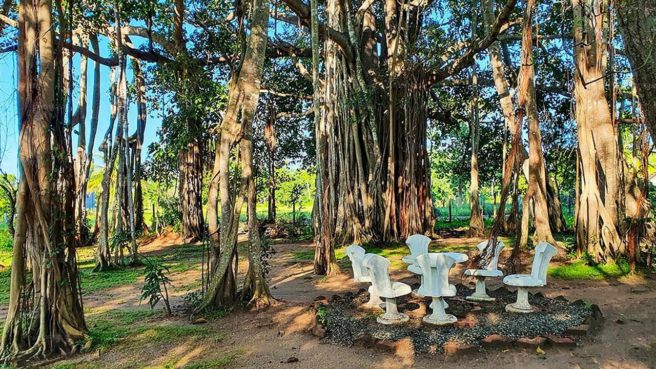 Tranquil Wild, Yala