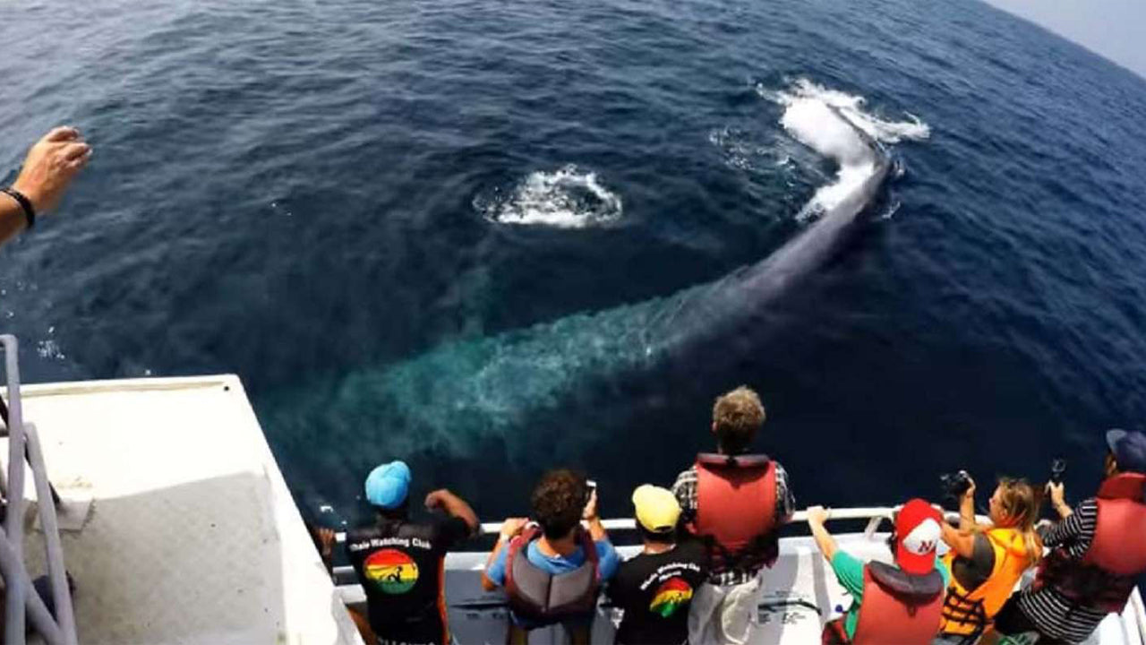 Whale Watching from Unawatuna on Shared Boat