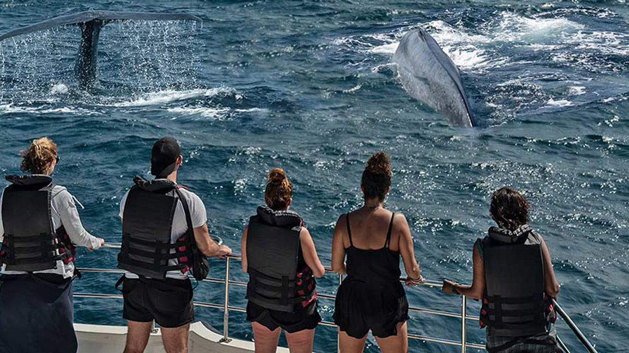 Whale Watching from Unawatuna on Shared Boat
