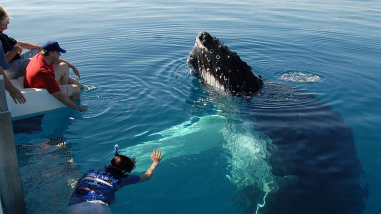 Whale Watching from Unawatuna on Shared Boat