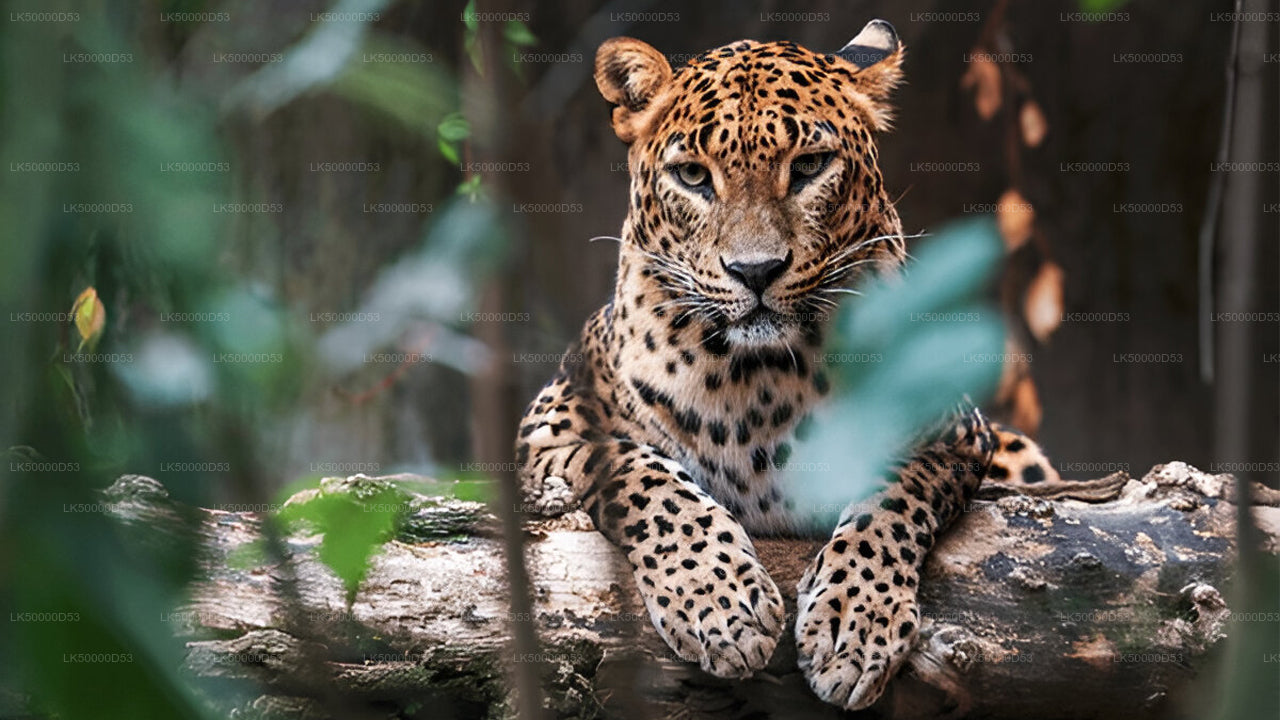 Private Tour from Hiriketiya to Ella with Yala Safari