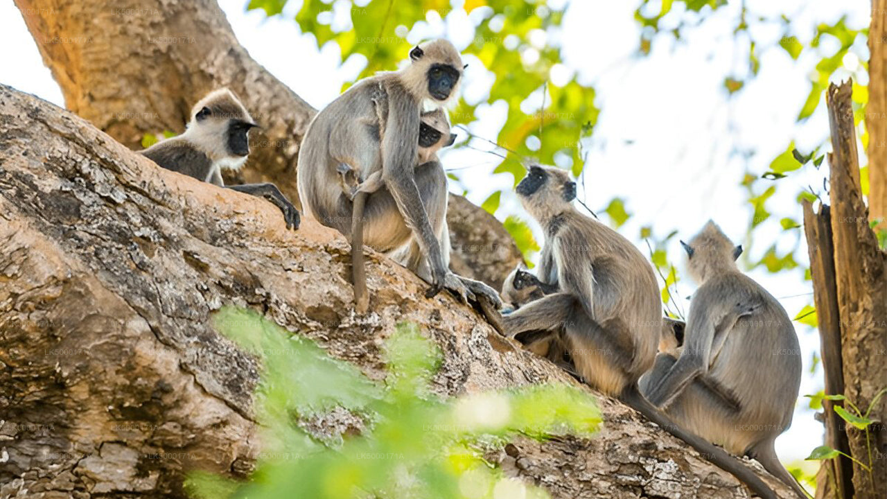 Private Tour from Ella to Tangalle with Udawalawe Safari