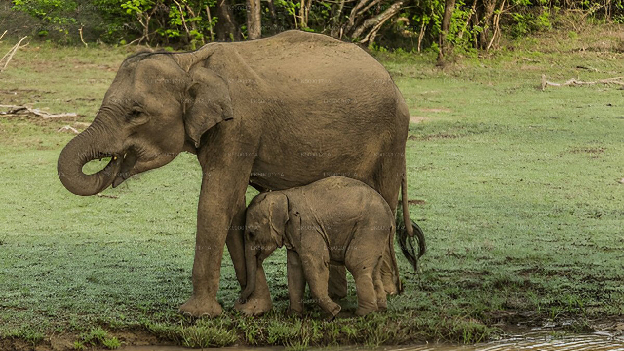 Private Tour from Ella to Tangalle with Udawalawe Safari