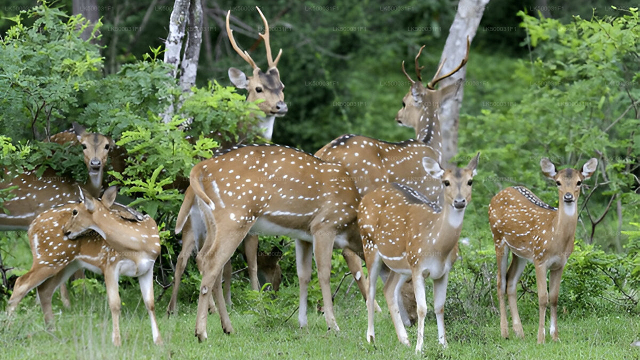 Private Tour from Ella to Unawatuna with Yala Safari