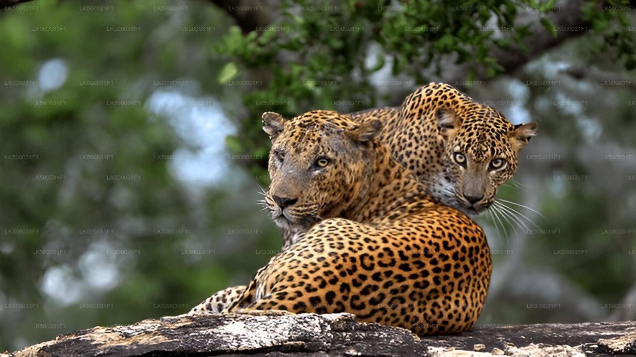 Private Tour from Ella to Unawatuna with Yala Safari