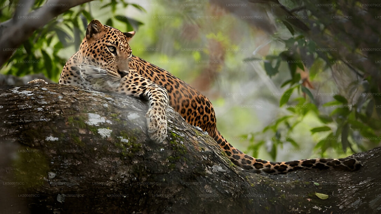 Private Tour from Ella to Tangalle with Yala Safari
