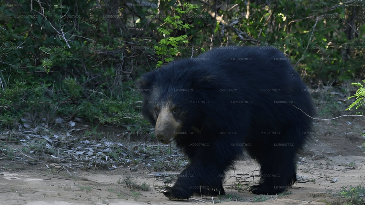 Private Tour from Ella to Tangalle with Yala Safari