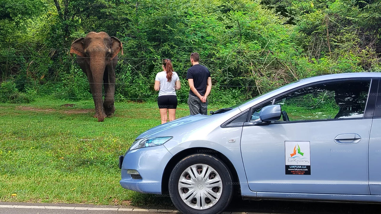 Private Tour from Ella to Galle with Udawalawe Safari