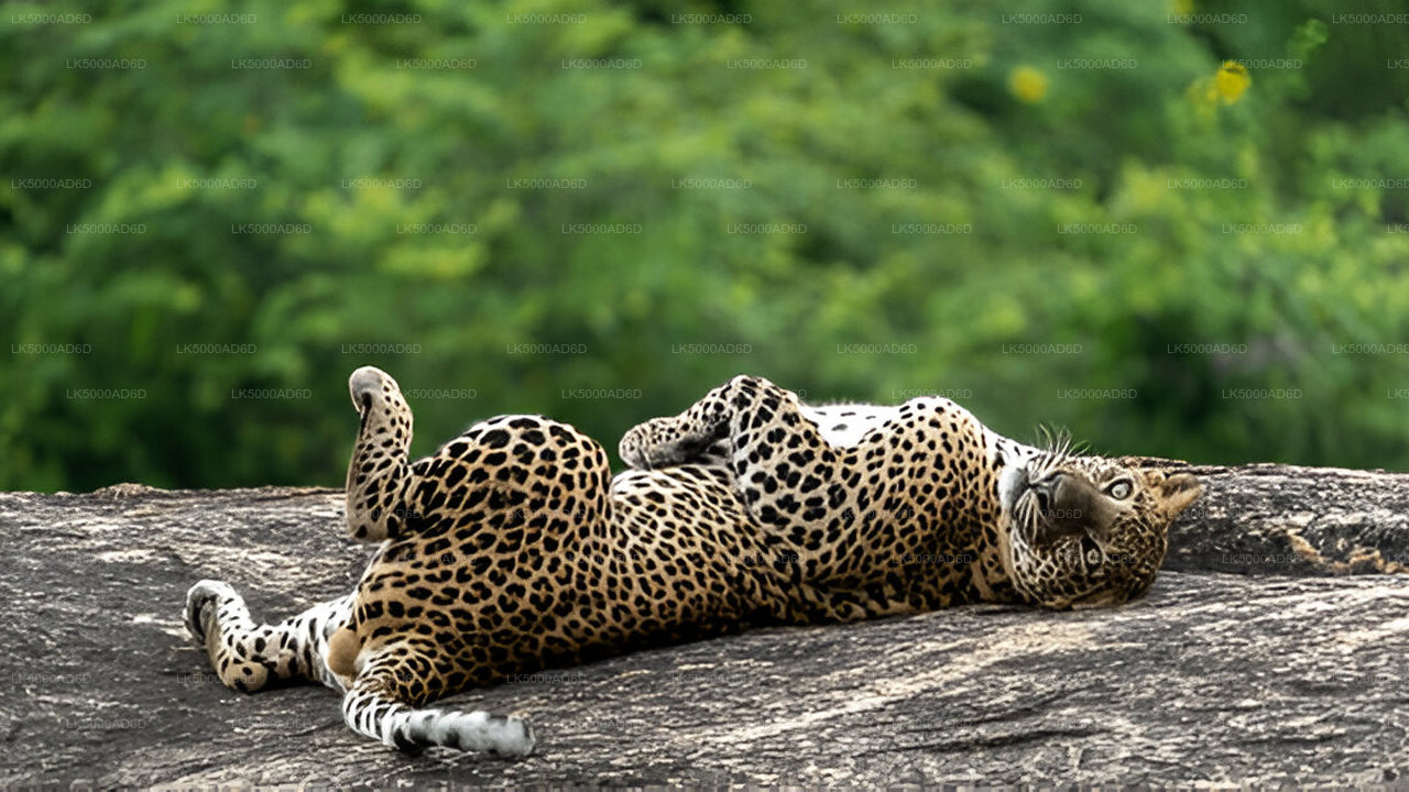 Private Tour from Galle to Ella with Yala Safari