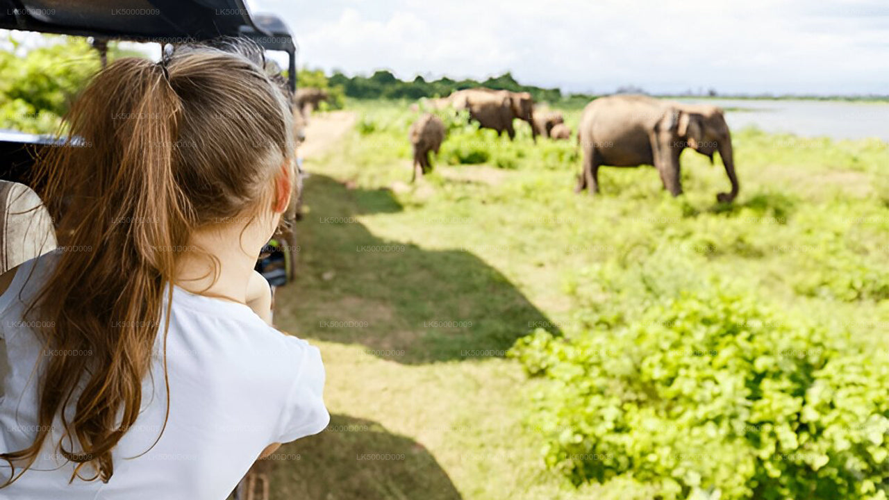 Private Tour from Galle to Ella with Udawalawe Safari