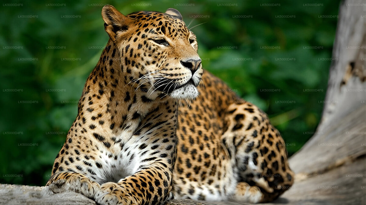 Private Tour from Unawatuna to Ella with Yala Safari