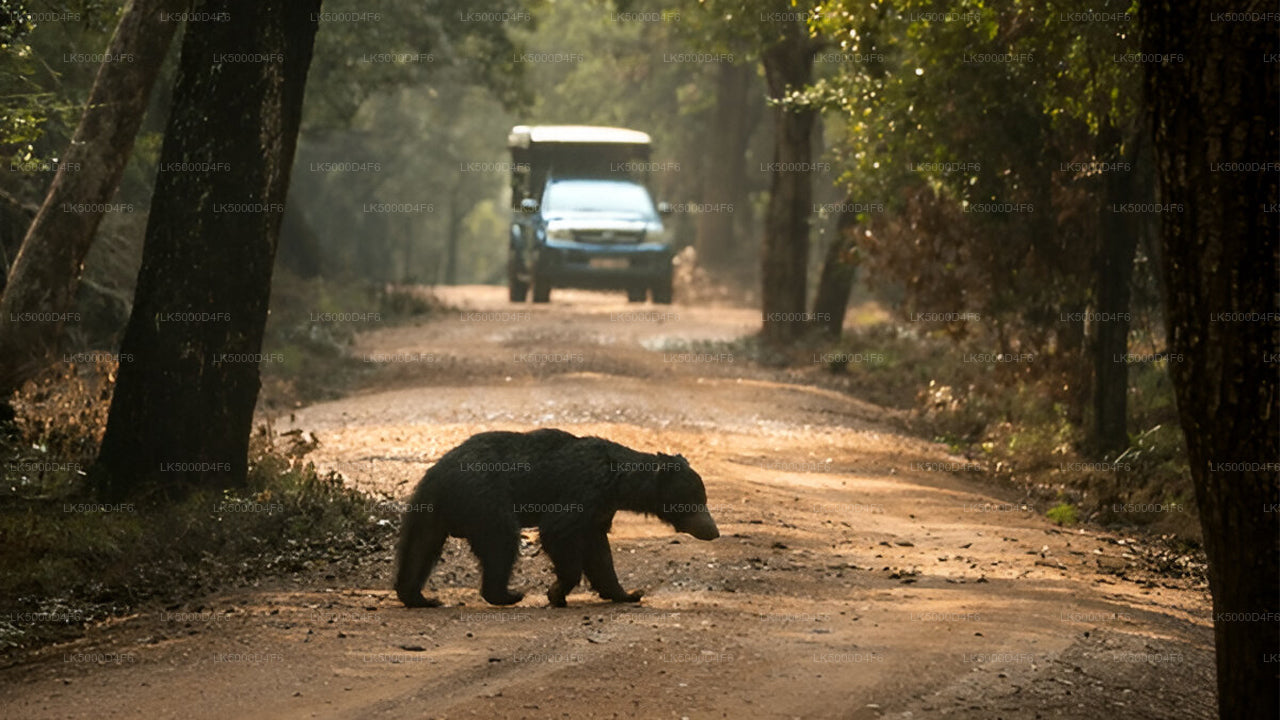 Private Tour from Unawatuna to Ella with Yala Safari