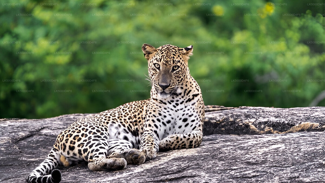 Private Tour from Unawatuna to Ella with Yala Safari