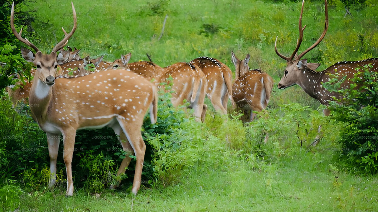 Private Tour from Unawatuna to Ella with Yala Safari