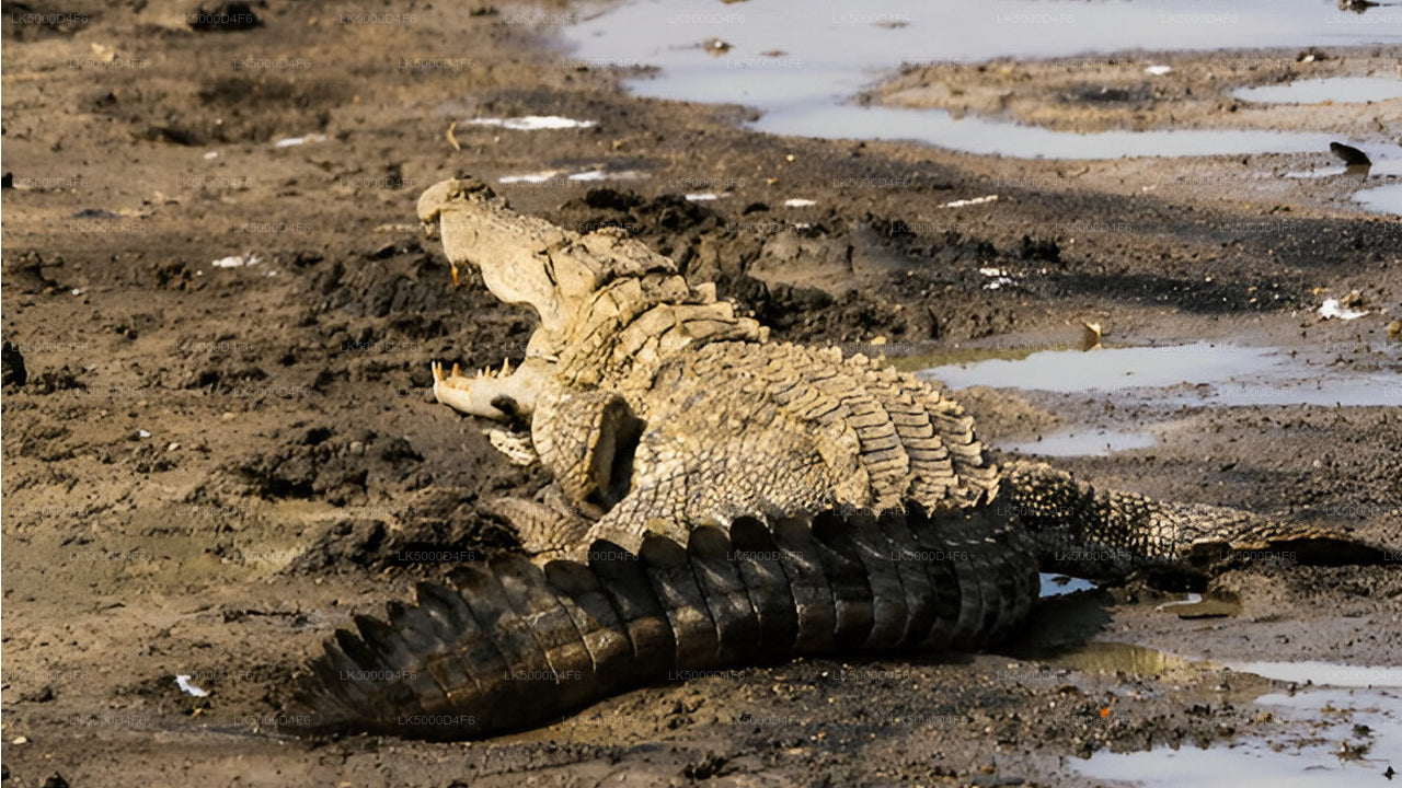 Private Tour from Unawatuna to Ella with Yala Safari