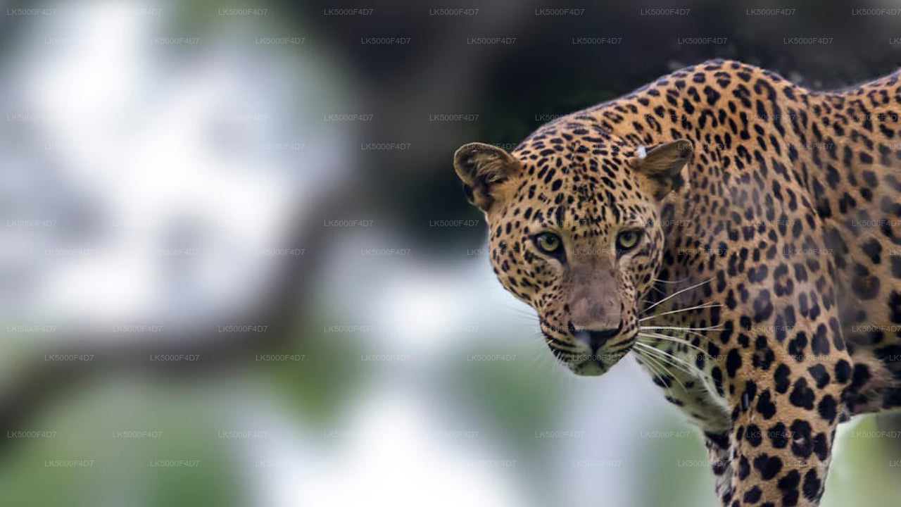 Private Tour from Ella to Hiriketiya with Yala Safari