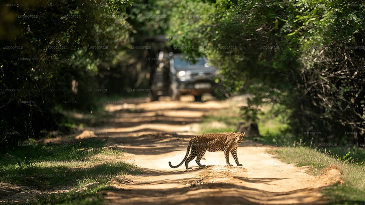 Private Tour from Ella to Galle with Yala Safari