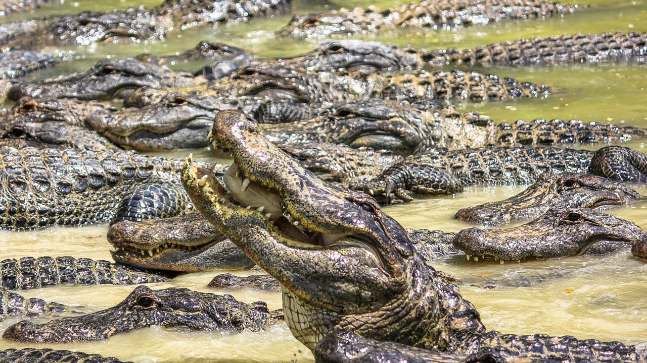 Kumana Countryside and Wildlife Tour from Arugambay
