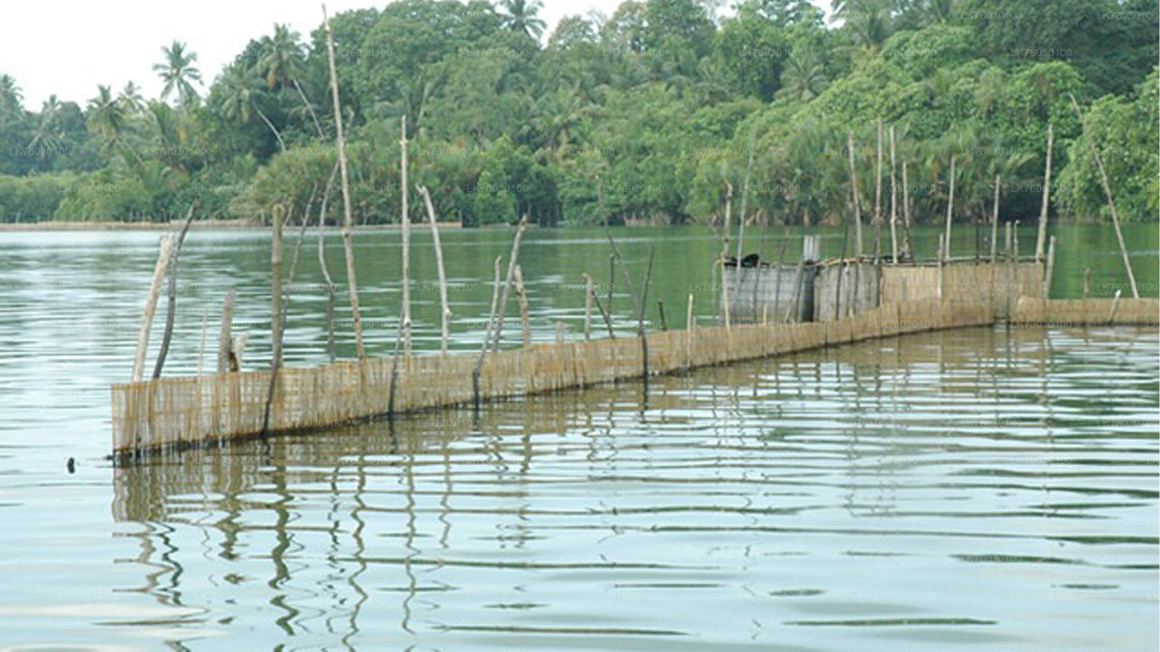 Madu River Boat Safari