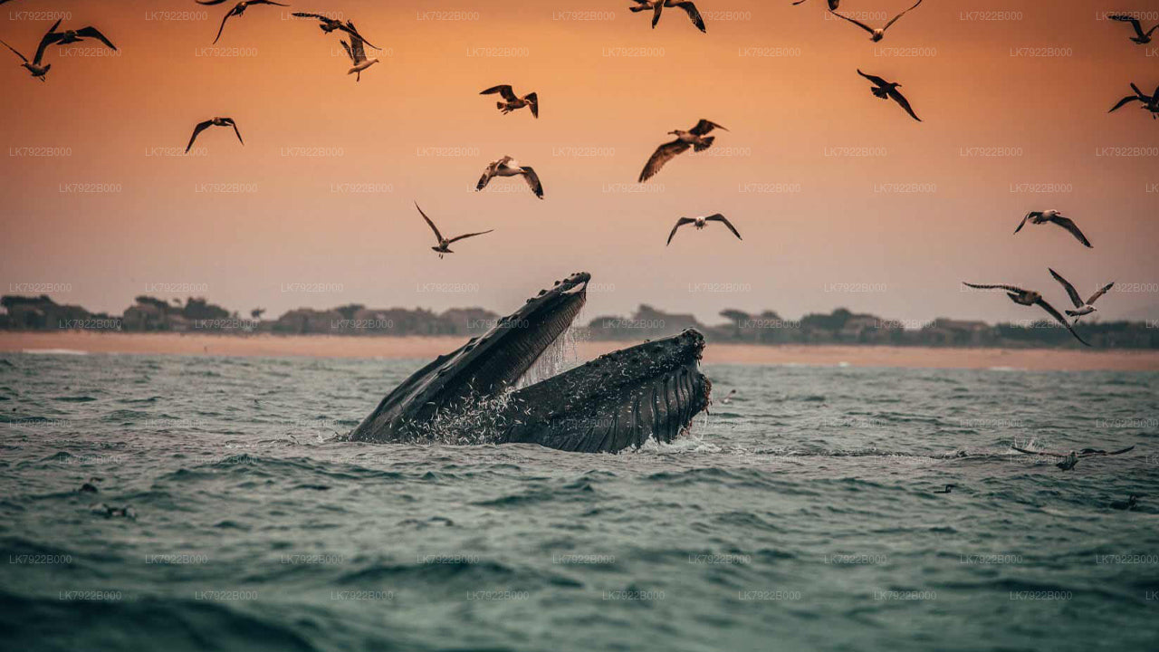 Whale Watching Cruise in Trincomalee (Private Tour)