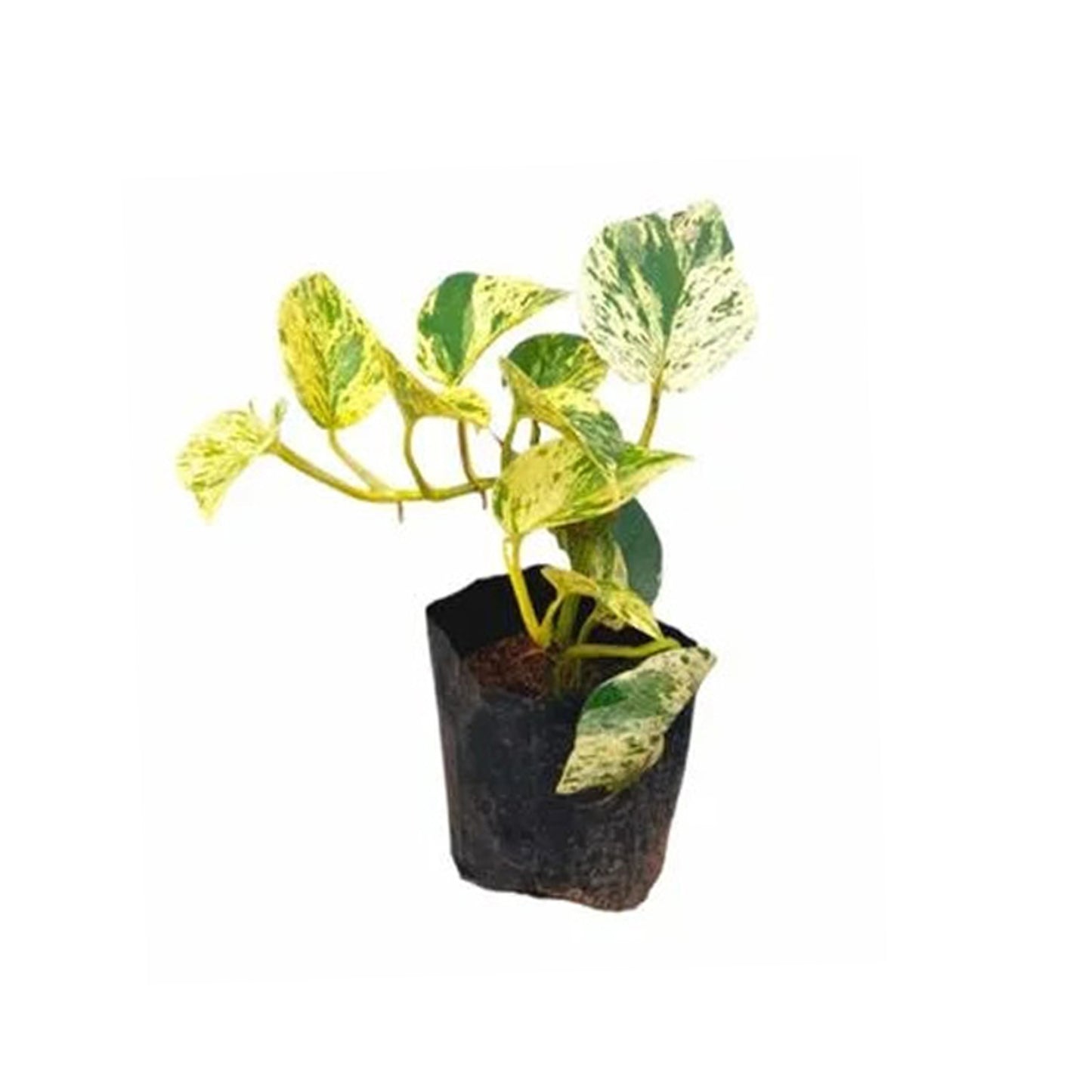 Цветок денежного растения Golden Pothos и экзотическое растение