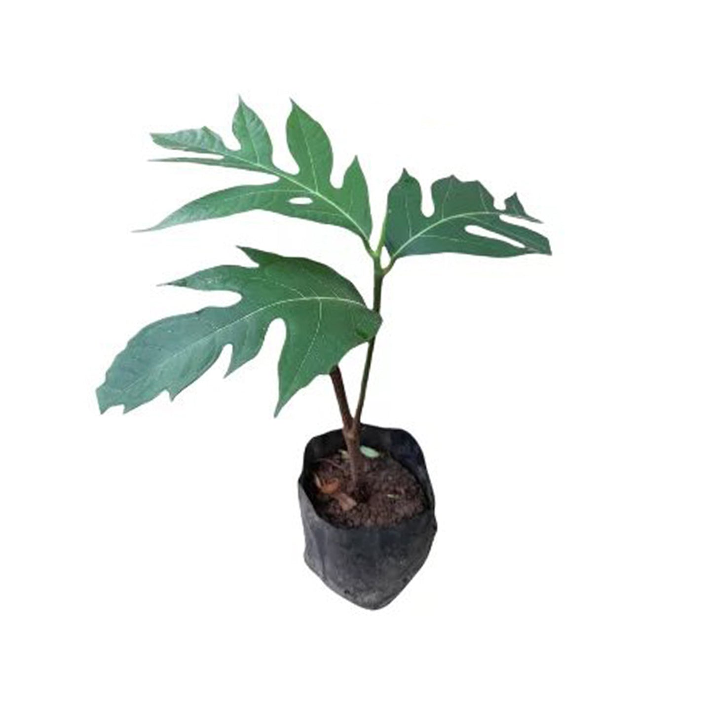 Bread fruit (දෙල්) Vegetable Plant