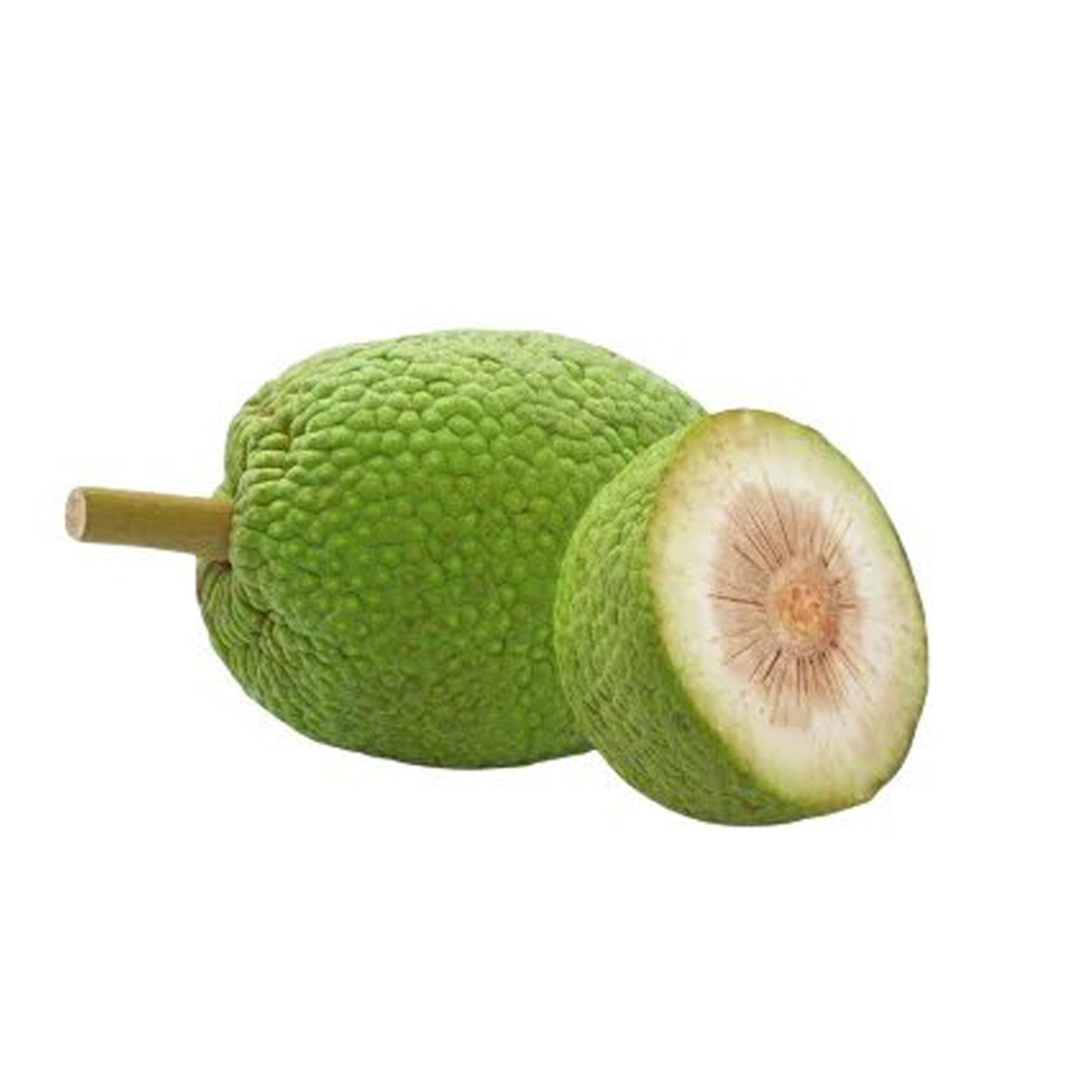 Bread fruit (දෙල්) Vegetable Plant