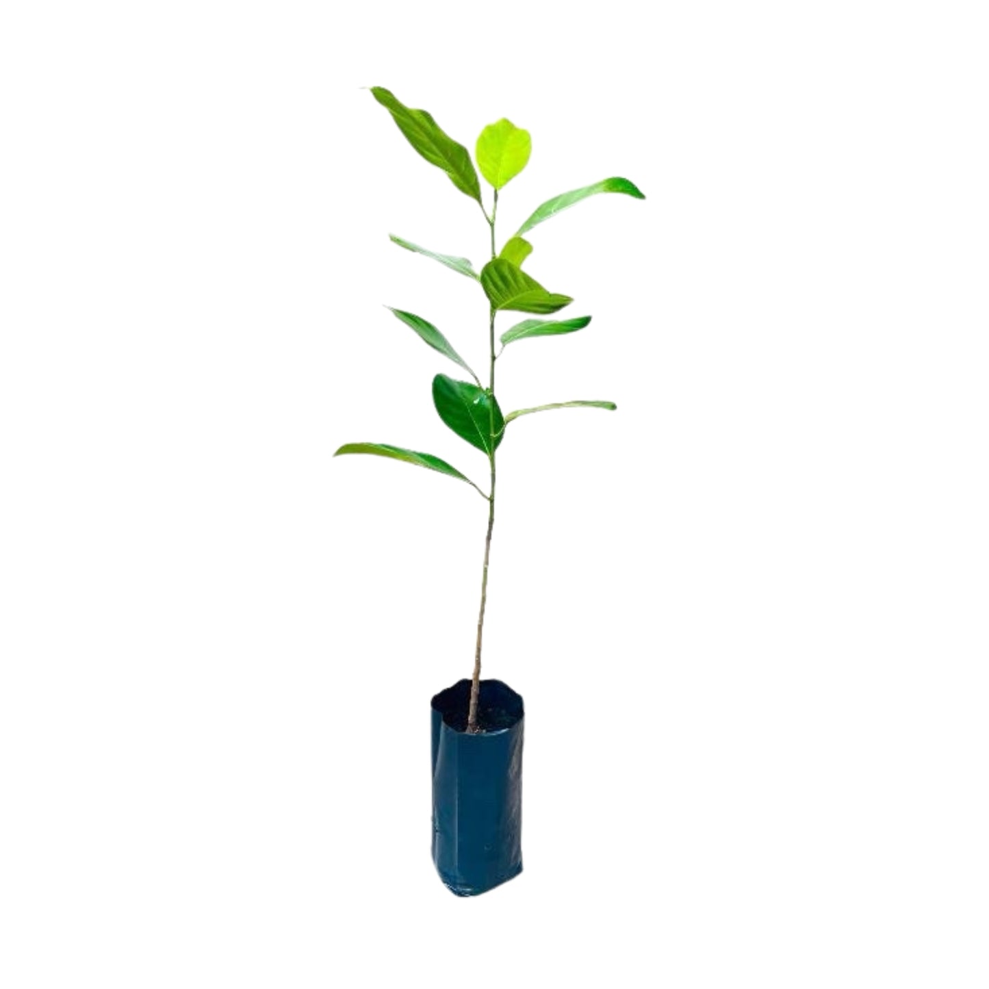 Lakpura Duriyan - Jackfruit Grafted Plant