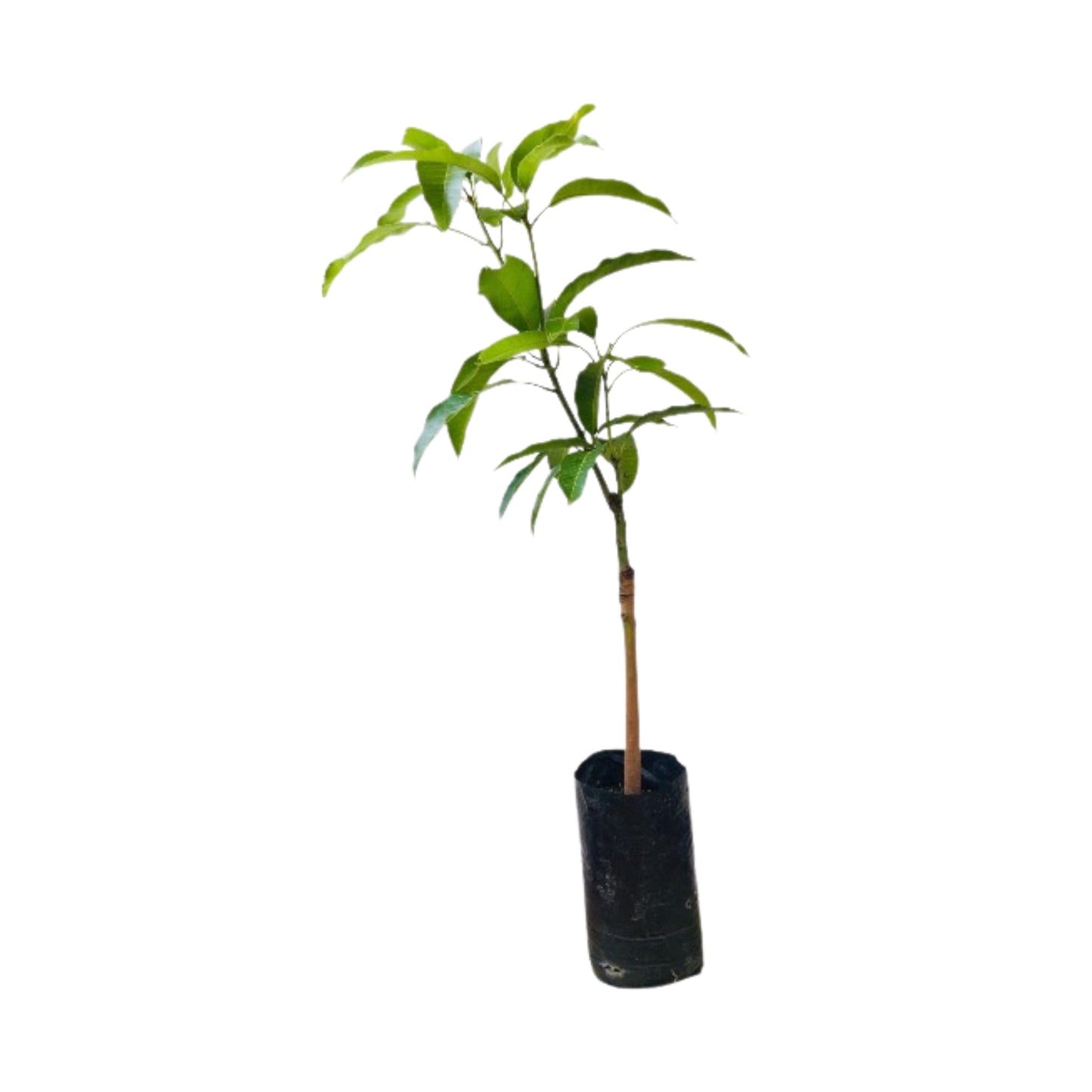 Lakpura Gira Mango Fruit Plant