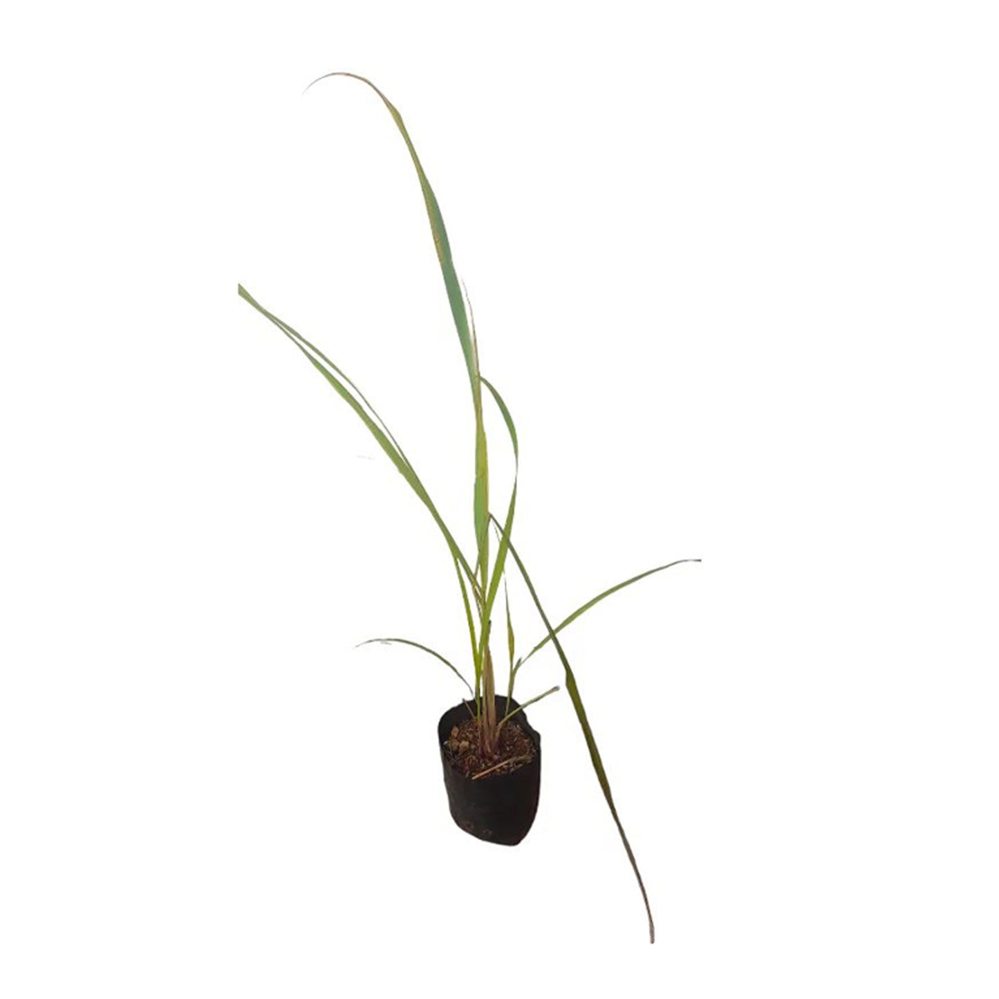 Lakpura Lemon Grass Plants