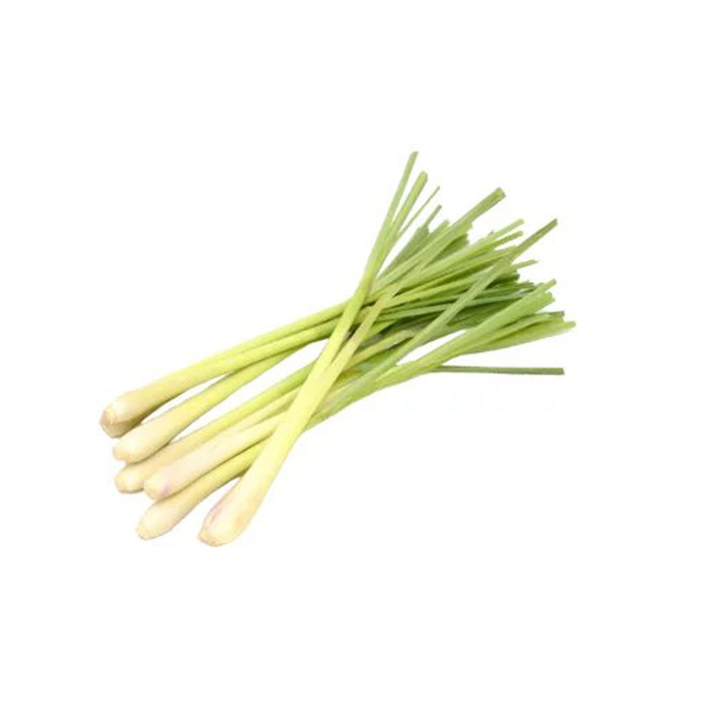 Lakpura Lemon Grass Plants