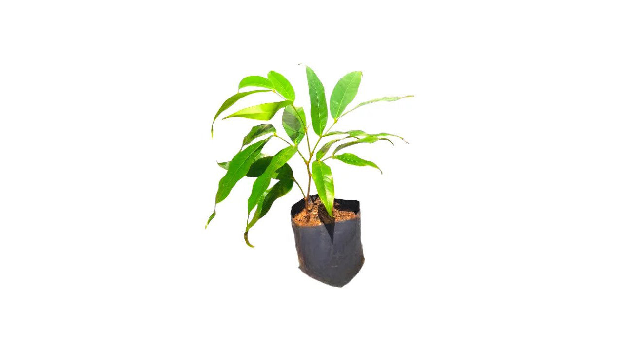 Lakpura Ashoka Plant