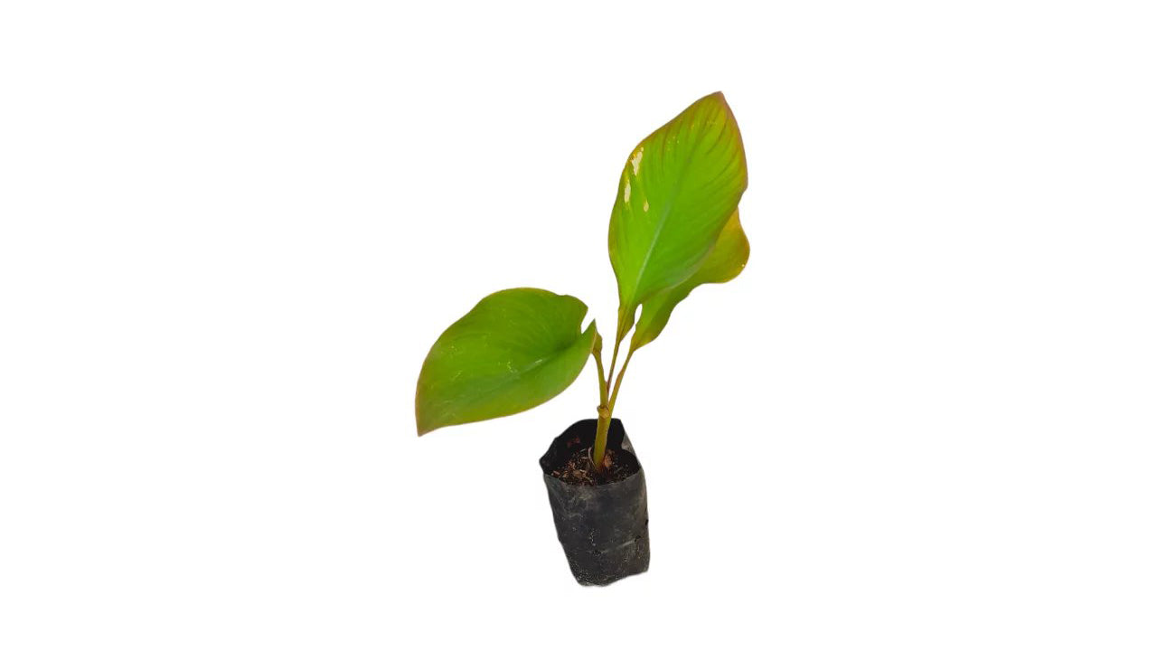 Lakpura Ambun Banana Plant