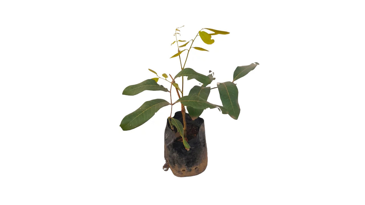 Lakpura Sweet longan (Pani Mora) Plant