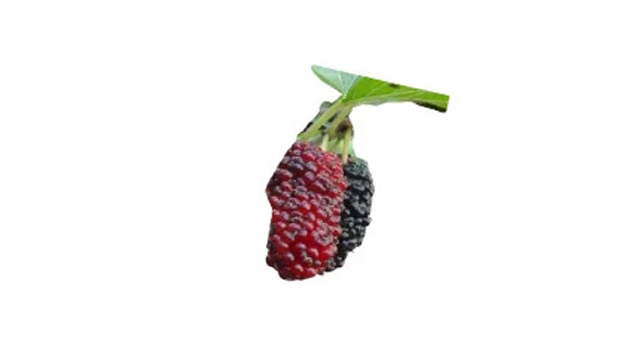 Lakpura Ceylon Mulberry Plant