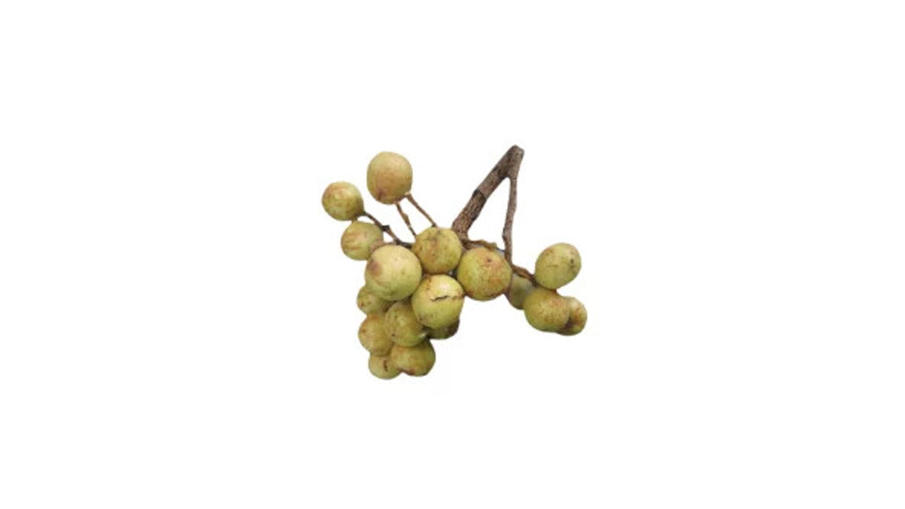 Lakpura Ceylon Oak (Kon Fruit) Plant