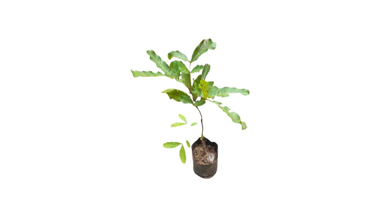 Lakpura Ceylon Oak (Kon Fruit) Plant