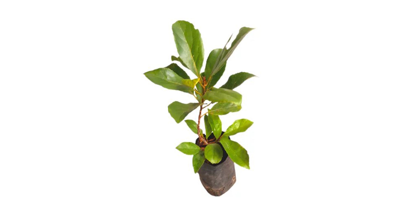 Lakpura Ceylon Olives (Weralu) Plant