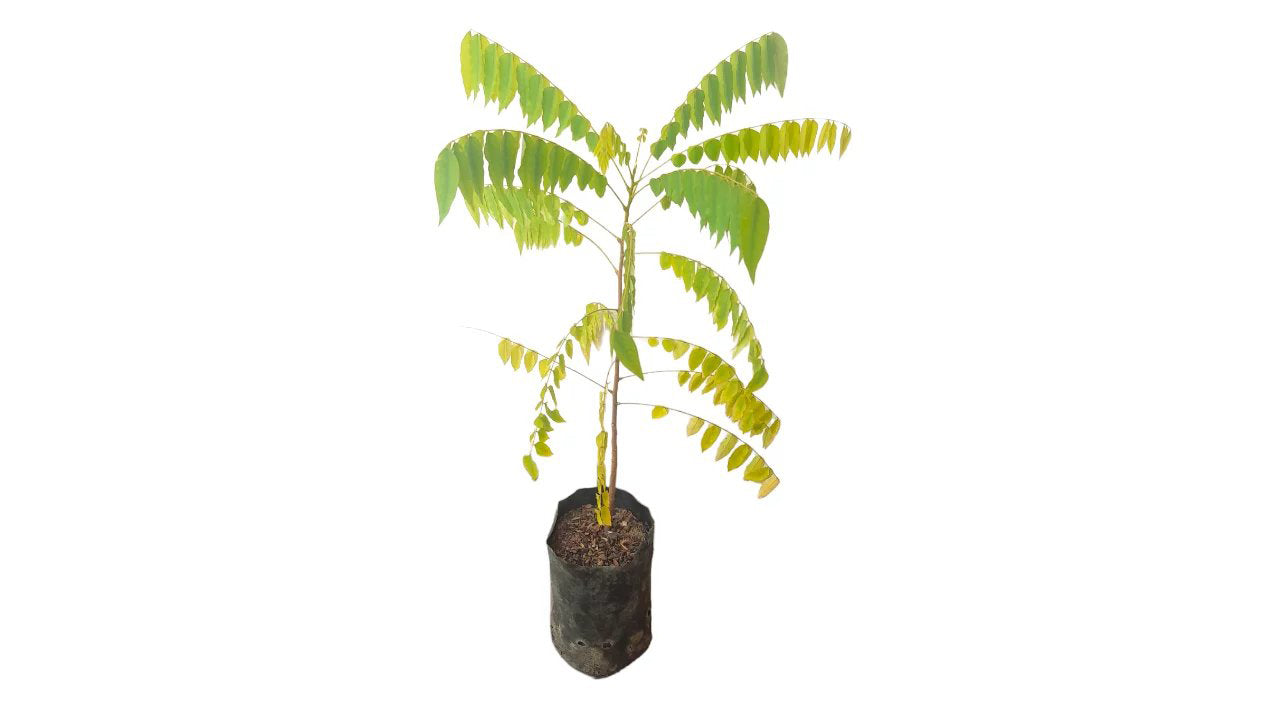 Cucumber tree | Bilin (බිලිං (බීජ) Fruit Plant