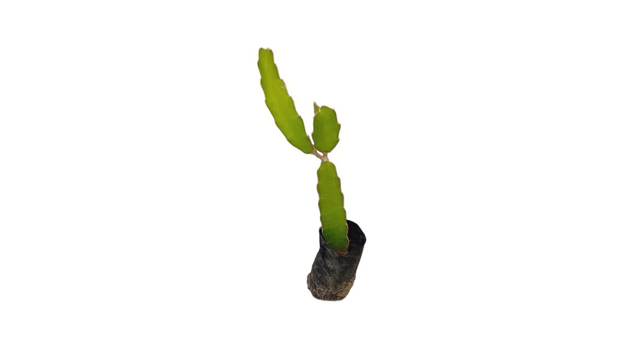 Lakpura Dragon Fruit (Red) Layered Plant