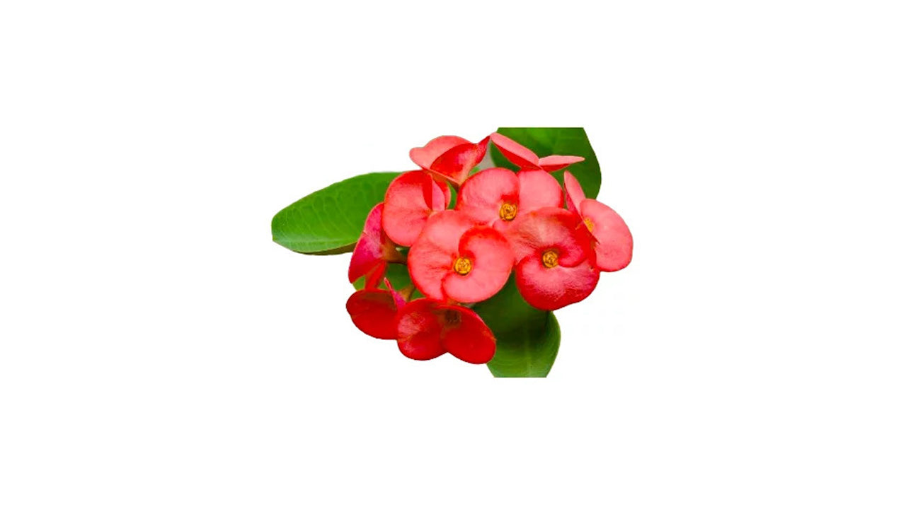 Lakpura Euphorbia Plant