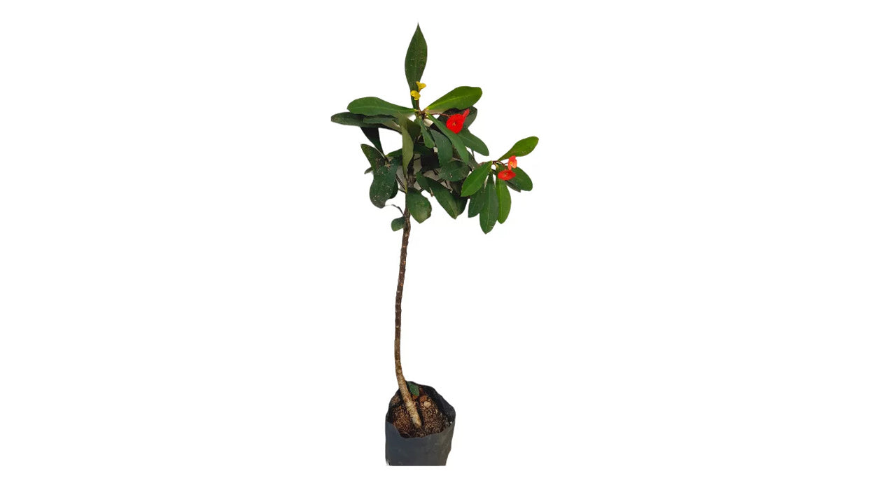 Lakpura Euphorbia Plant