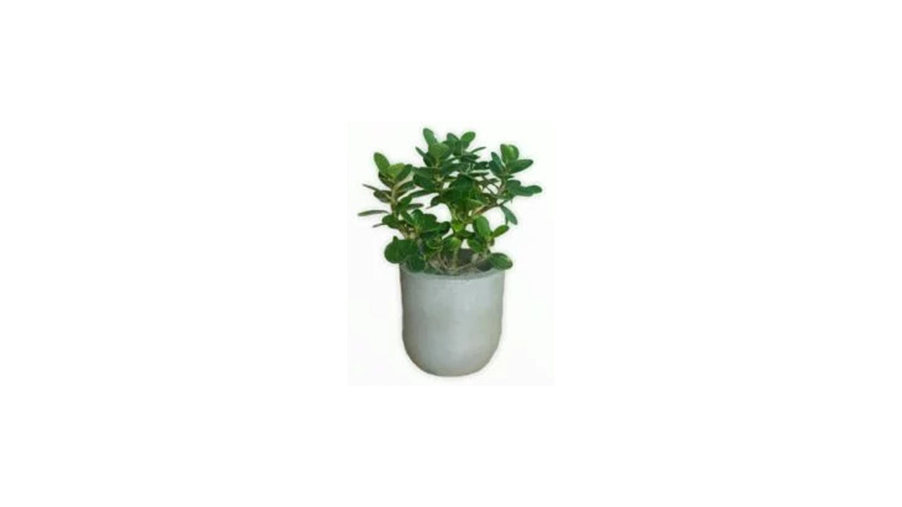 Lakpura Ficus Bonsai Plant