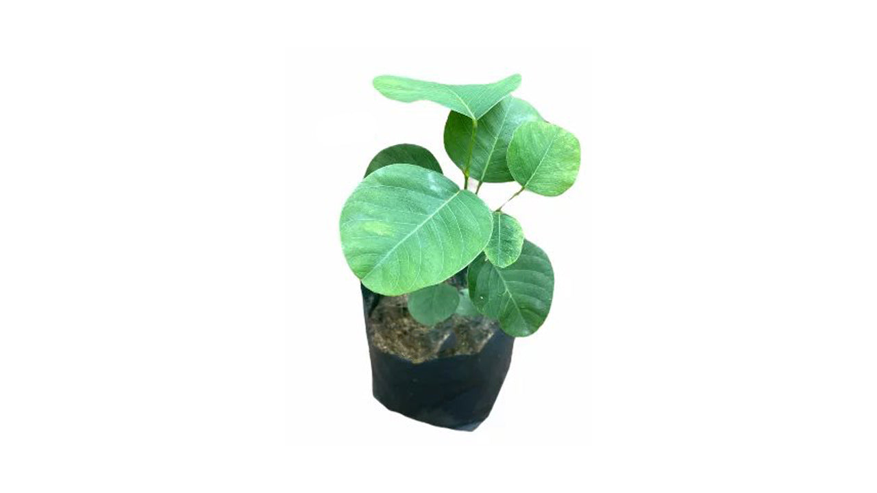Lakpura Gammalu Plant